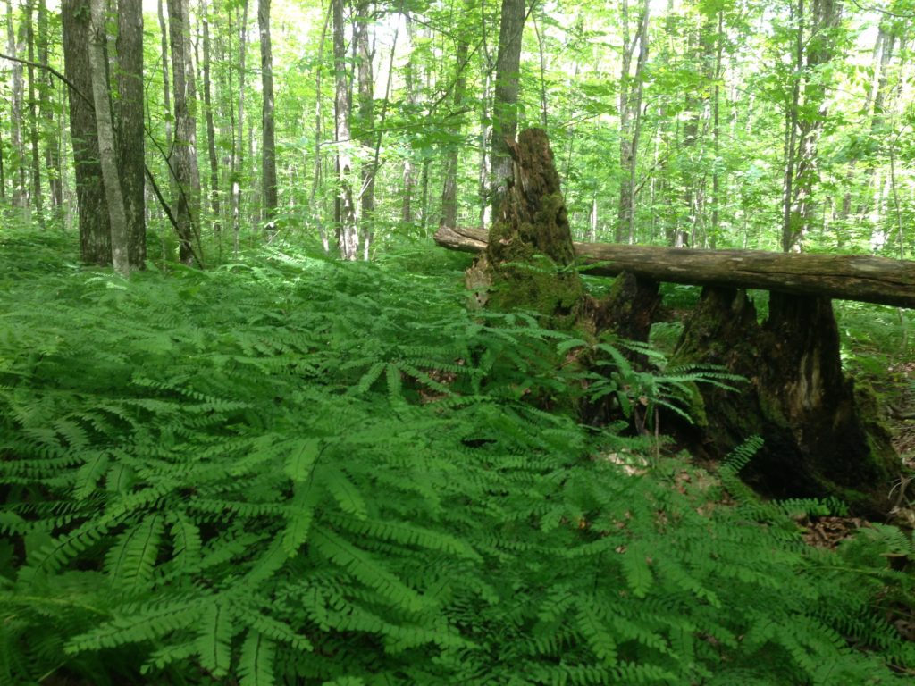 Ferns covering timberland area.