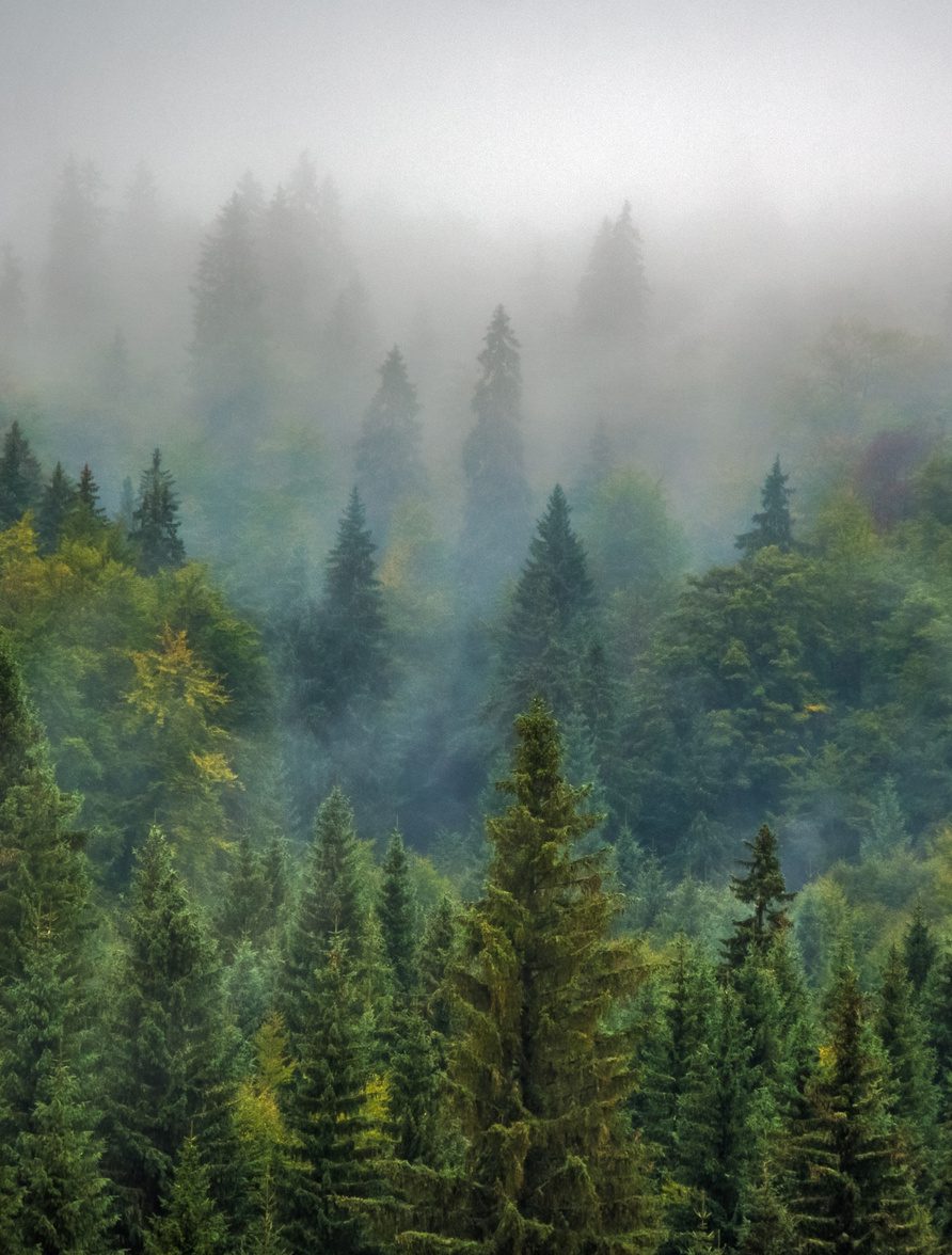 Fog over a forest of evergreen trees
